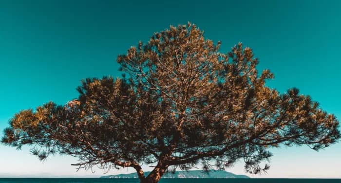 Trots om een B Corp te zijn Trots om een B Corp te zijn